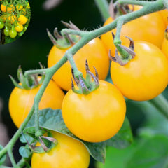 100 Yellow Cherry Tomatoes Balcony Heirloom Seeds (Vegetable Potted Plants)