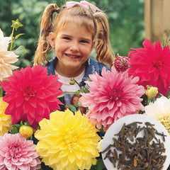 100 Dahlia Dinner Plate (Dahlia) Assorted Colors Mix  Flower seeds