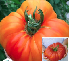 100 The World’s Largest Beefsteak Tomato Bonsai Heirloom Giant Fruit Plant Organic Vegetable Gard Seeds