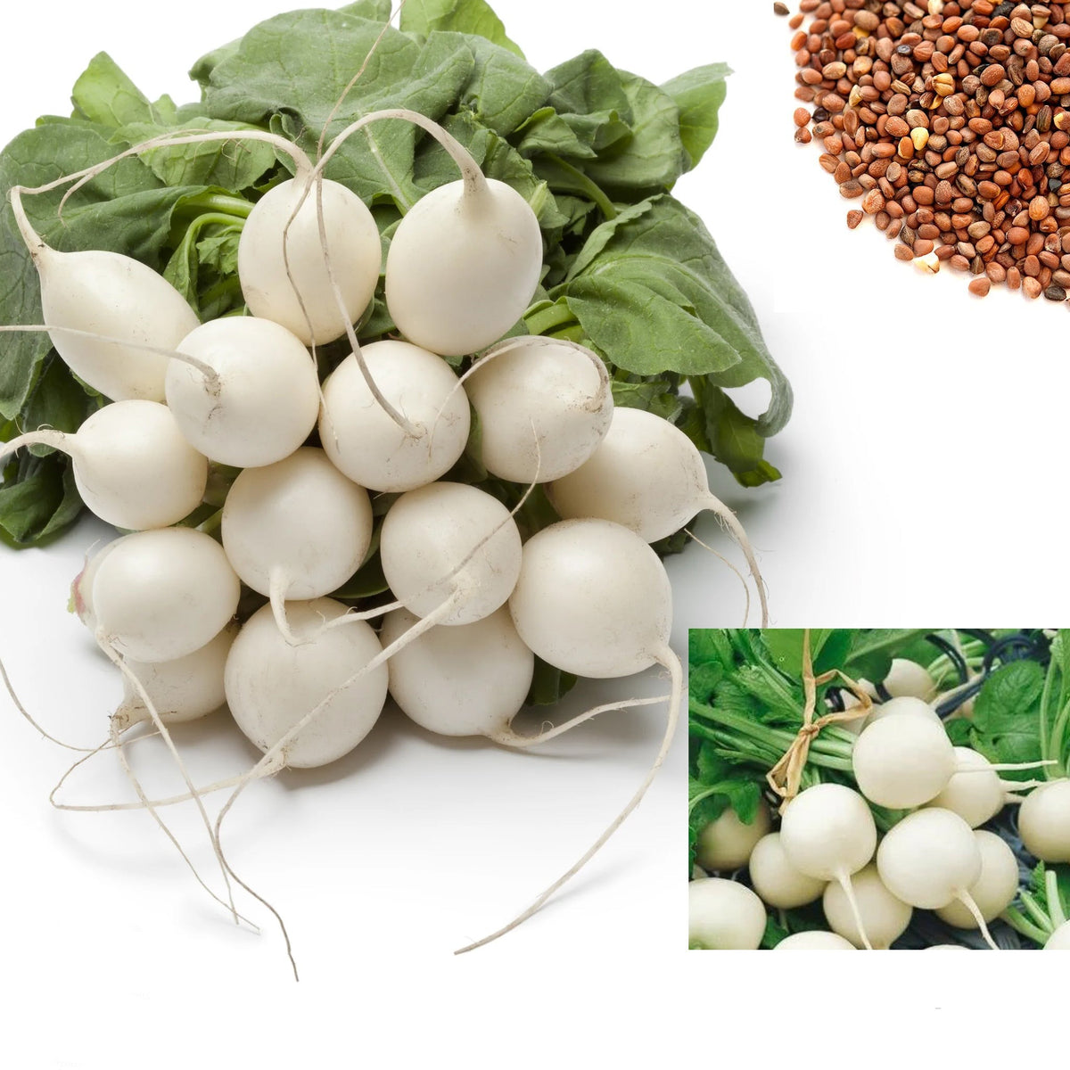 100 Hailstone White Radish Organic Heirloom Seeds (Vegetable) Non Gmo