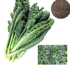 100 Kellacinato Lacinato Kale Heirloom Seeds (Vegetable) Non Gmo