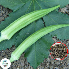 50 Louisiana Long Okra Organic Heirloom Seeds (Vegetable) Non Gmo