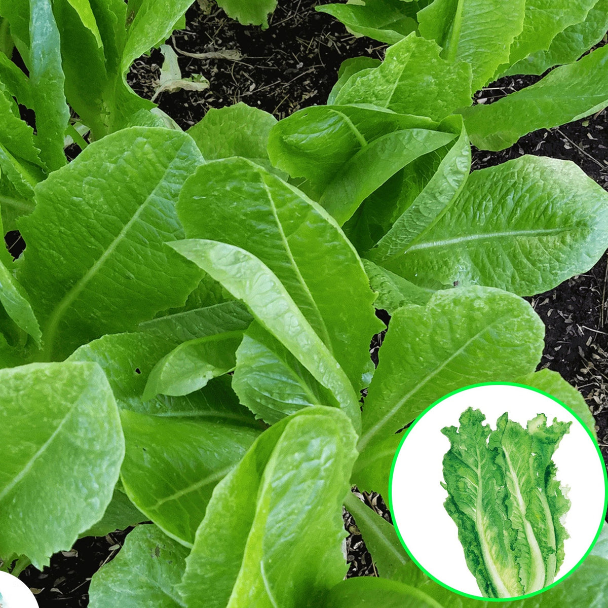 100 Parris Island Cos Romaine Lettuce Heirloom Seeds (Vegetable) Non Gmo