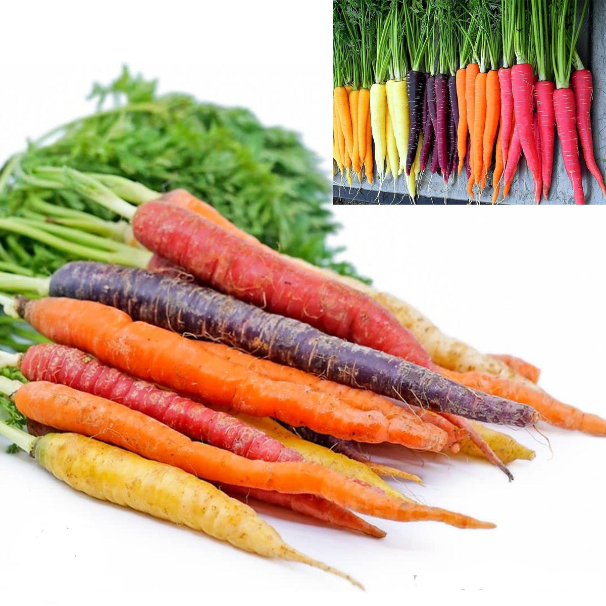 100 Rainbow Carrot Colorful Non-gmo Organic Heirloom Seeds (Vegetable Potted Plants)
