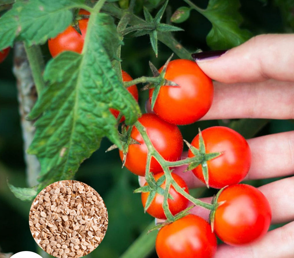 100 Tomato Delicious Cherry Garden Plants Heirloom Seeds (Vegetable Po ...