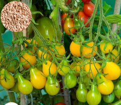 100 Tomato Garden Tasty Yellow Black Plantas Organic Food Flores Vegetables Growing Bonsai Pot Plant Seeds