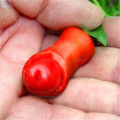 100 Penis Pepper Bonsai Planting Real Hot Chili Heirloom Seeds (Vegetable Potted Plants)