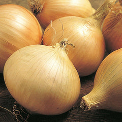 200 Walla Walla Onion Seeds NON-GMO Heirloom Fresh Garden Seeds (Vegetable Potted Plants)