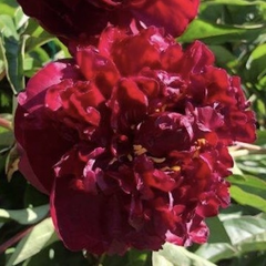 20 Francoise Ortegat Peony Paeoniaceae Paeonia suffruticosa Tree Flower Plant Seeds (Lucky Flower) (Flower Garden Potted Plants)