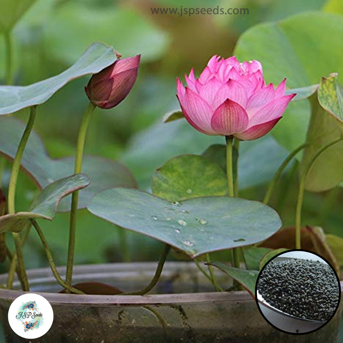 50 Thai Heirloom Mini Lotus Water lily flower Bonsai Seeds Water Plants (Original Thai Seeds) 014