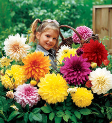 100 Dahlia Dinner Plate (Dahlia) Assorted Colors Mix  Flower seeds