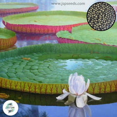 20 Victoria Amazonica, Royal Giant Water Lily, Thorny Lotus Largest Leaf Seeds (Asia Flower)