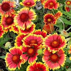 200 Blanket Flower Dwarf GOBLIN Gaillardia Perennial Flower Non-GMO Seeds