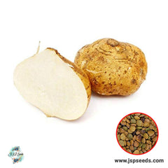 50 Jicama seeds, Pachyrhizus erosus , Mexican yam bean, Mexican turnip