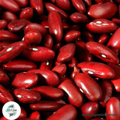 50 Kidney Bean Heirloom Seeds (Vegetable Potted Plants)