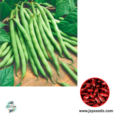 50 Kidney Bean Heirloom Seeds (Vegetable Potted Plants)