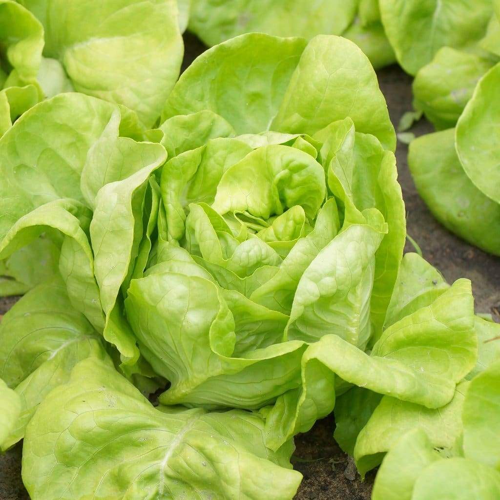 300 White Boston Lettuce Vegetable Seeds