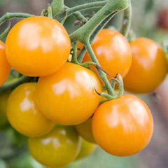 100 F1 hybrid best Cherry Yellow Tomato Seeds (Asia Vegetable)