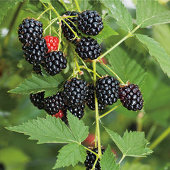 100 Blackberry Blackberries Black Berry Non-GMO Fruit Seeds