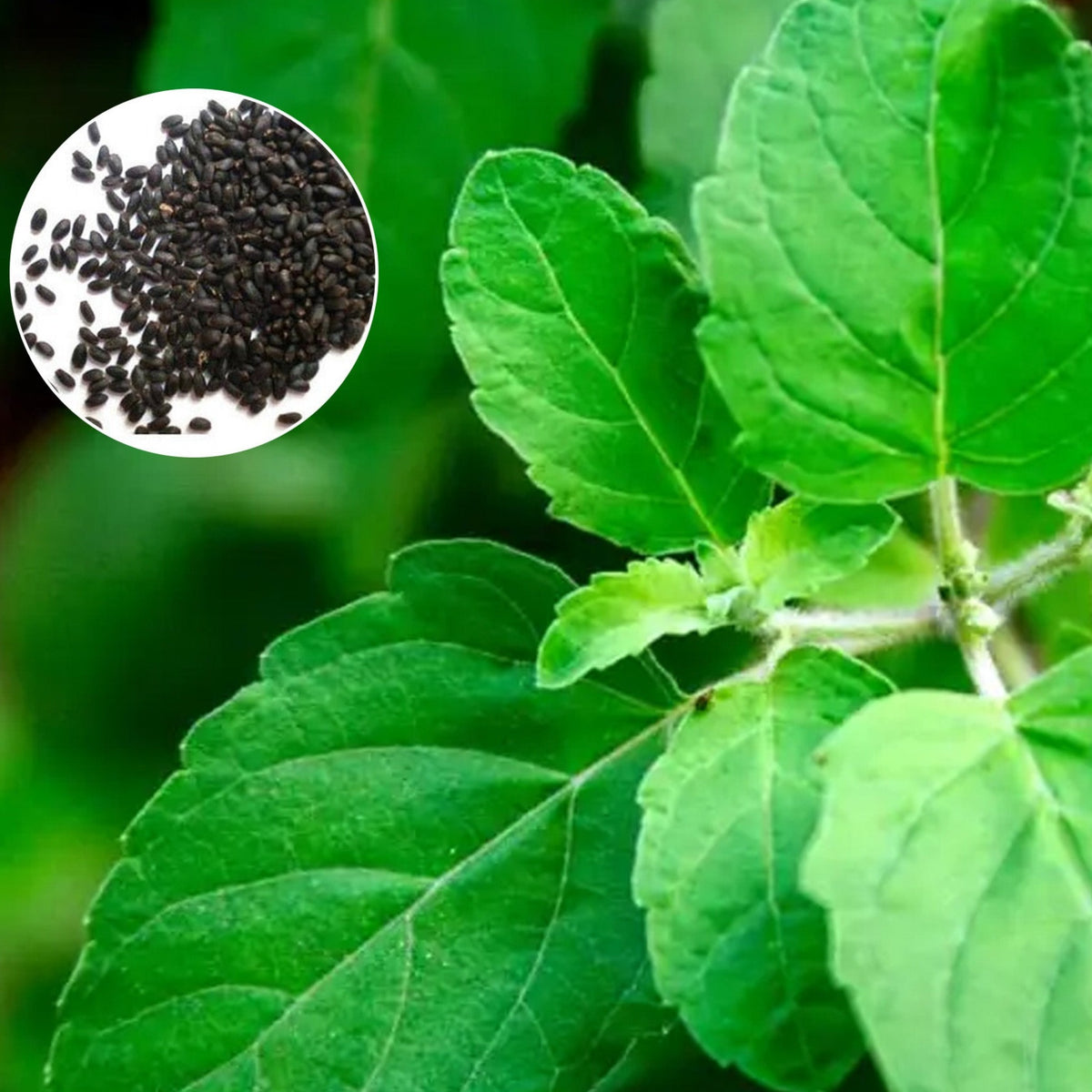 100pcs Basil Seeds Green