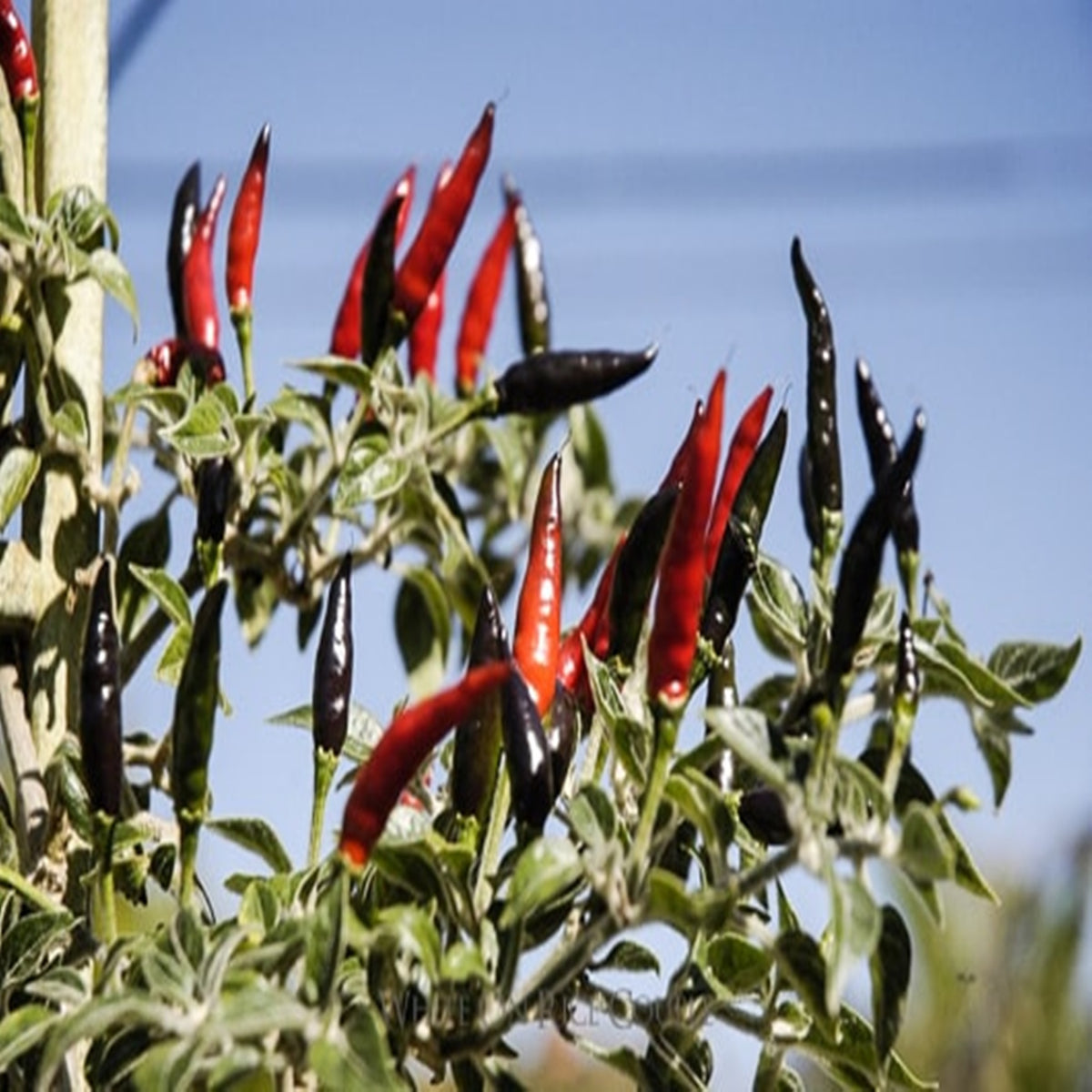 30 Black Chili Pepper Hot Heirloom Seeds (Vegetable Potted Plants)