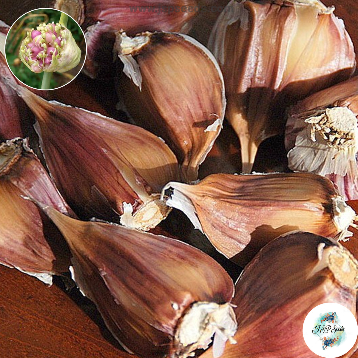 20 gram Brown Tempist Hardneck Garlic Bulbils (Organic Vegetable) Non-GMO Heirloom Seeds