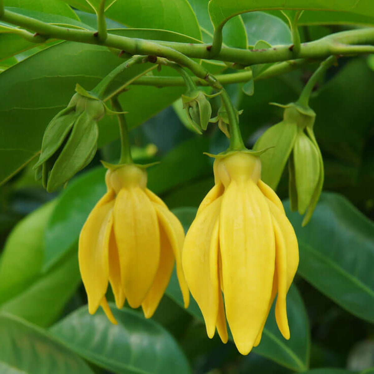 10 Cananga Odorata Seeds - Ylang Ylang, Mimusops Elengi Tree, Fragrant Spanish Cherry, India Medlar Bakul Seeds (Asia Flower)