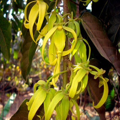 10 Cananga Odorata Seeds - Ylang Ylang, Mimusops Elengi Tree, Fragrant Spanish Cherry, India Medlar Bakul Seeds (Asia Flower)