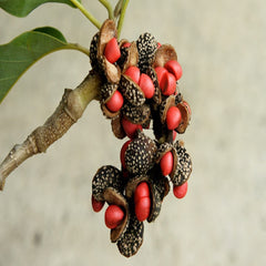 10 Cananga Odorata Seeds - Ylang Ylang, Mimusops Elengi Tree, Fragrant Spanish Cherry, India Medlar Bakul Seeds (Asia Flower)
