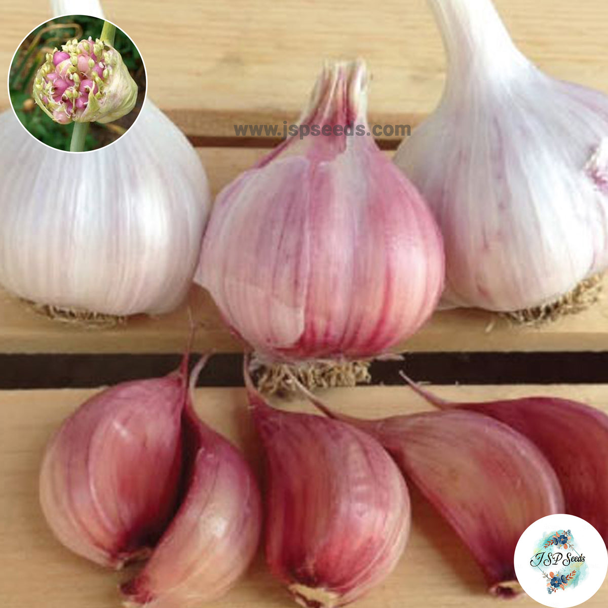 20 gram Chesnok Red Hardneck Garlic Bulbils (Organic Vegetable) Non-GMO Heirloom Seeds