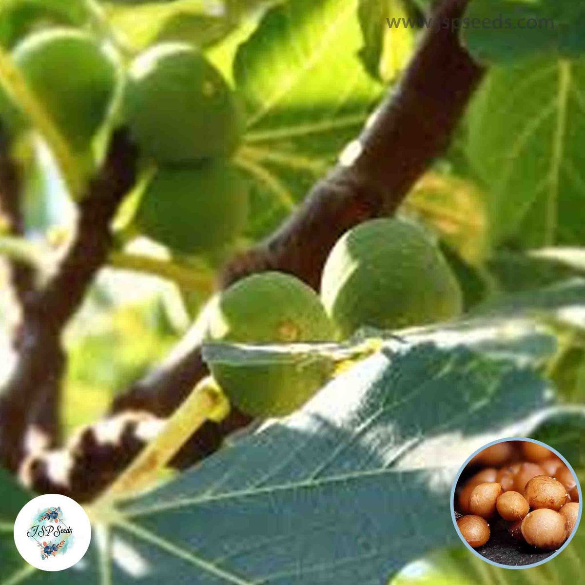 30 Conadria Ficus Carica Seeds Fig Seeds Tropical Bonsai Rare Fruit Seeds