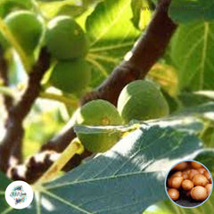 30 Conadria Ficus Carica Seeds Fig Seeds Tropical Bonsai Rare Fruit Seeds