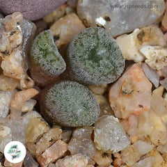 Conophytum minusculum (hairy variety) [RARE] / 40 seeds