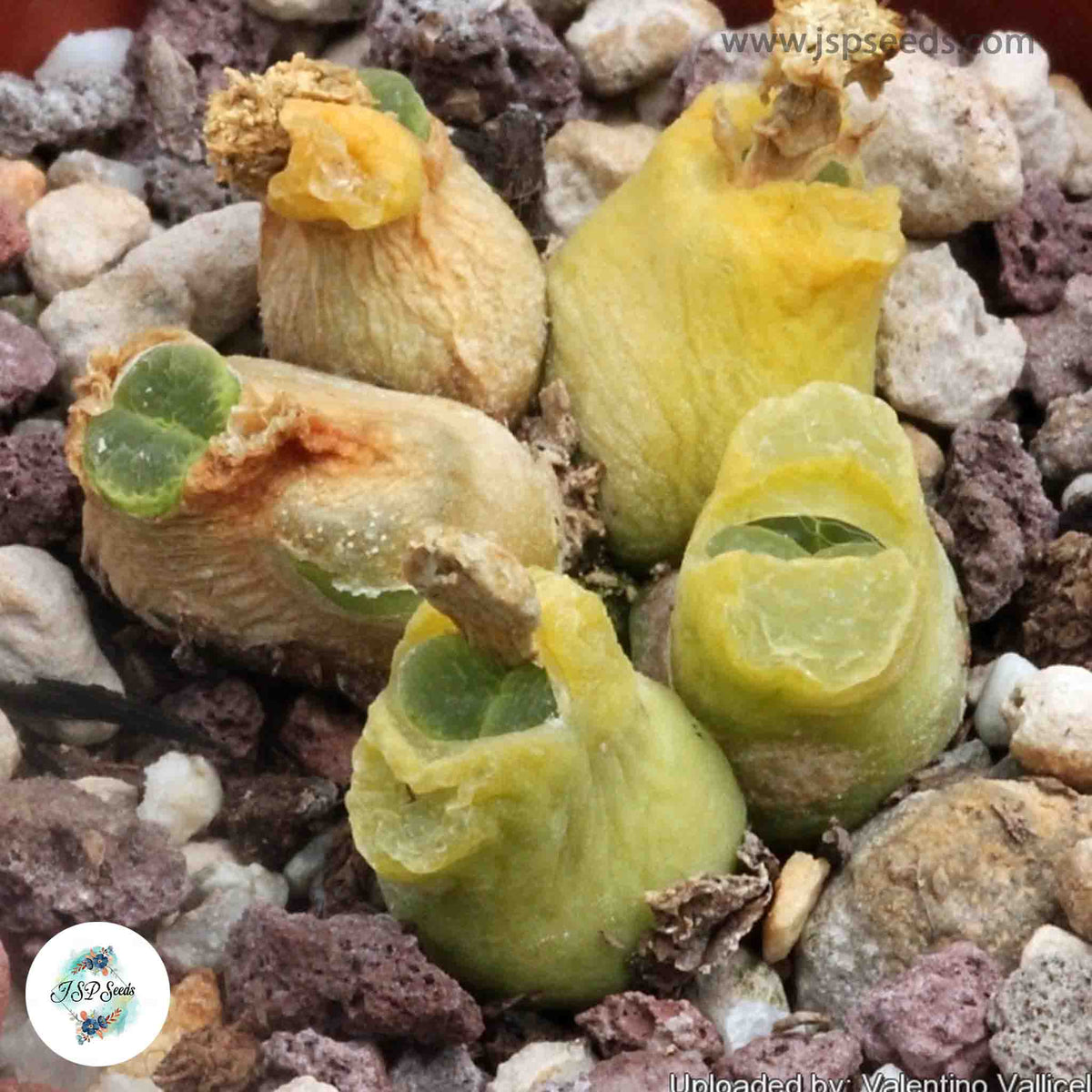 Conophytum pubescens / 40 seeds