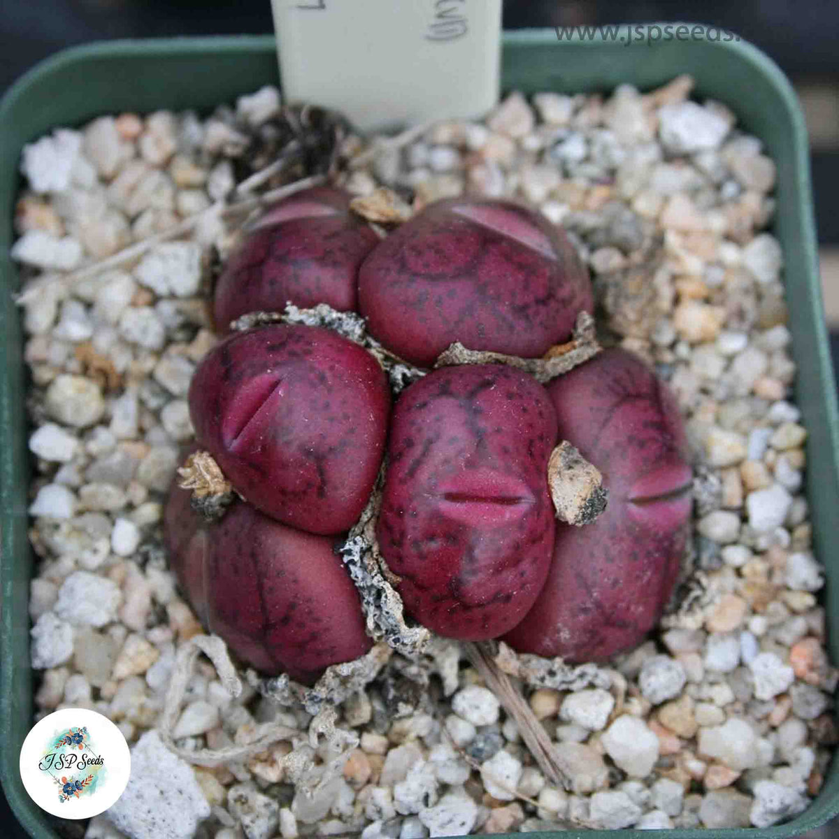 Conophytum maughanii ssp armeniacum [RARE] / 40 seeds (Only 2 packs for sale)