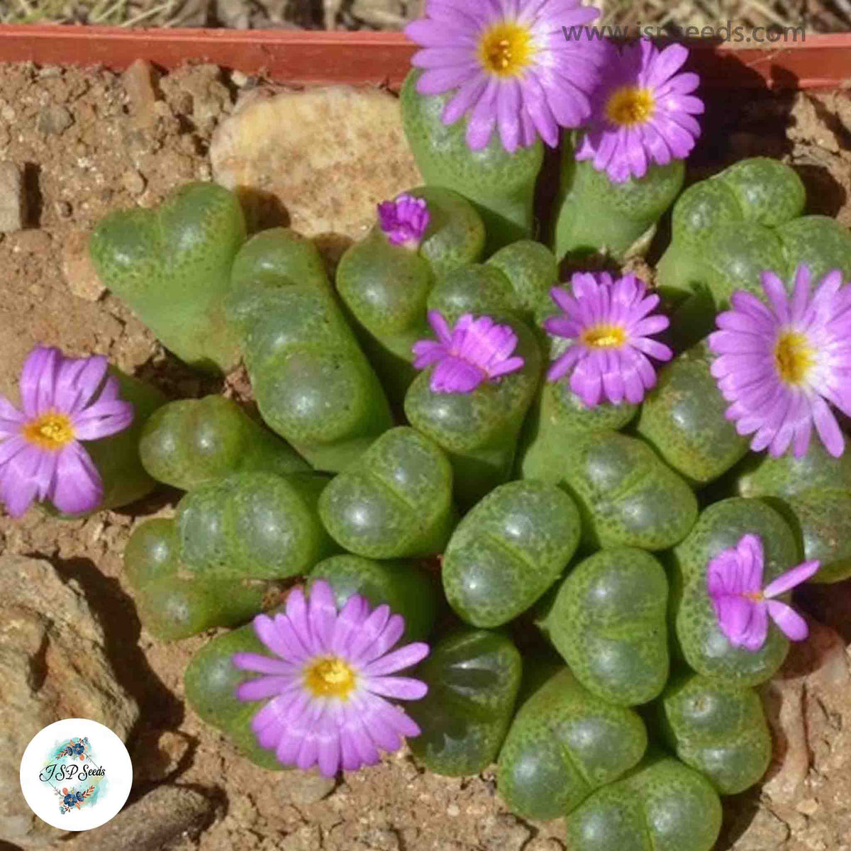 Conophytum lithopsoides ‘Kennedyi’ / 40 seeds