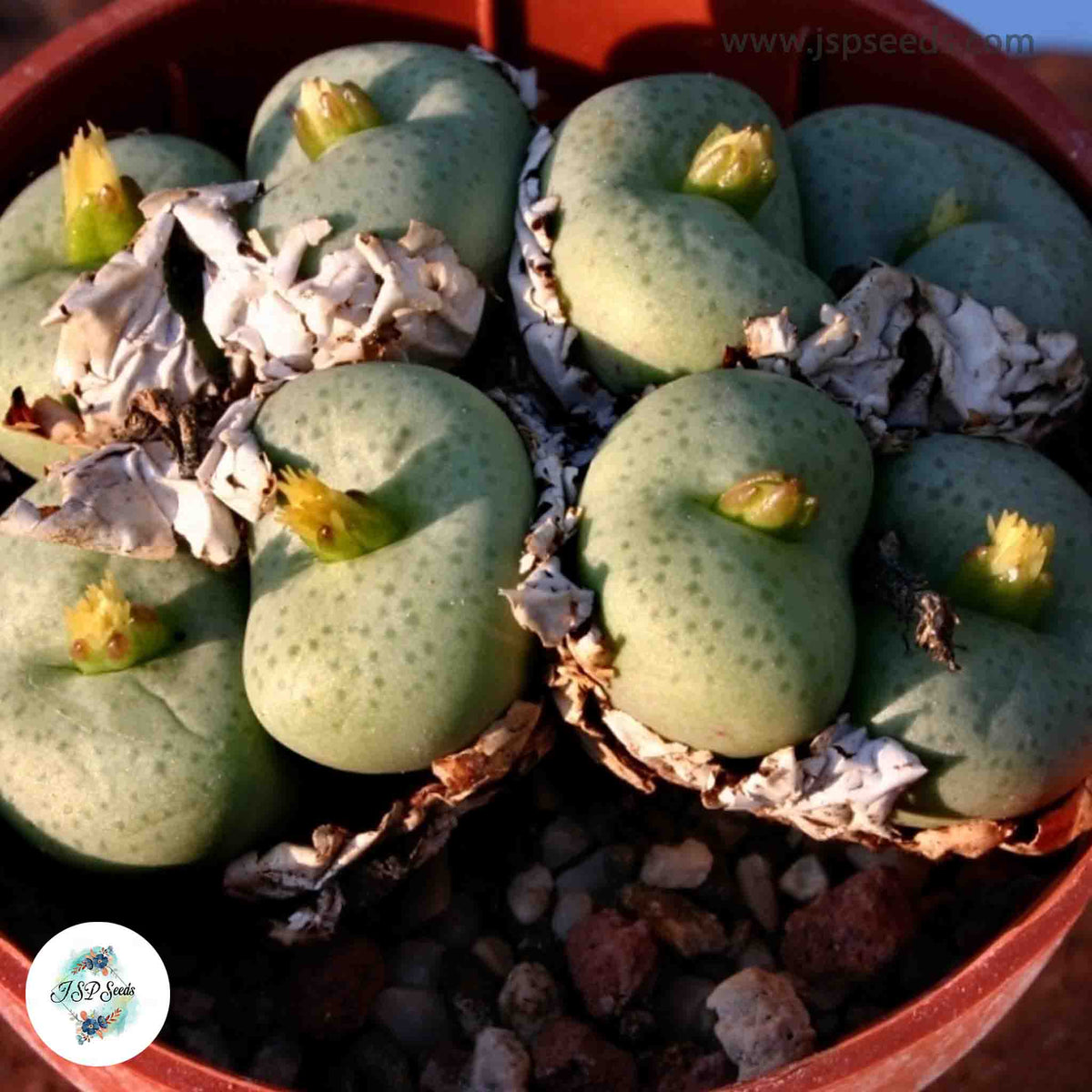 Conophytum truncatuam / 40 seeds (Dumpling)