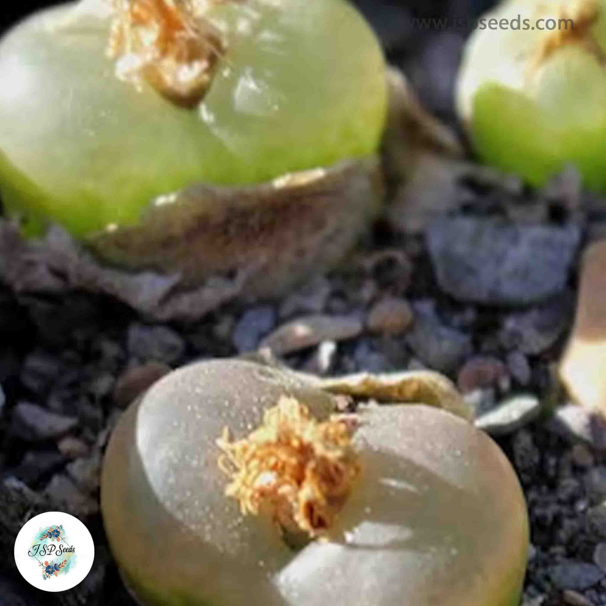 Conophytum maughanii ssp latum / 40 seeds