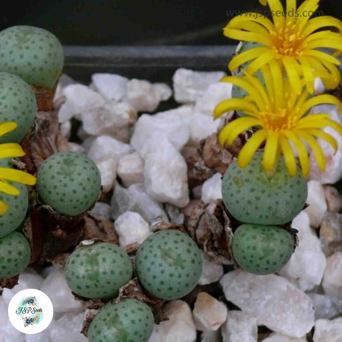 Conophytum flavum ssp novicium [RARE] / 40 seeds