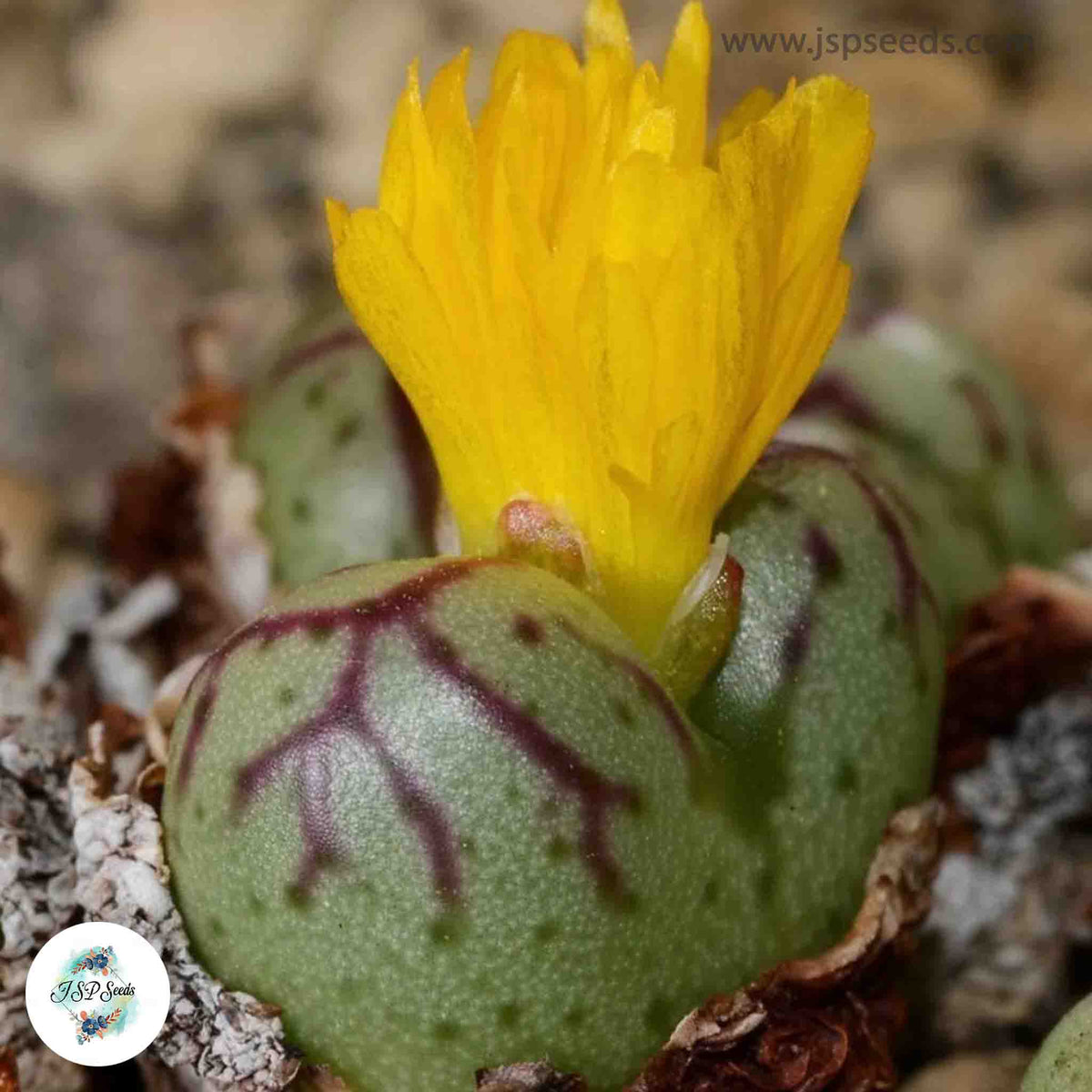 Conophytum bicarinatum [RARE] / 40 seeds