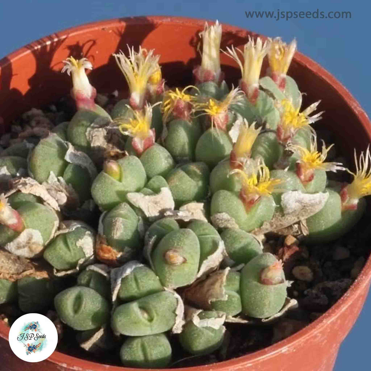 Conophytum hians [RARE] / 40 seeds