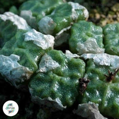 Conophytum angelicae ssp tetragonum [VERY RARE] / 40 seeds