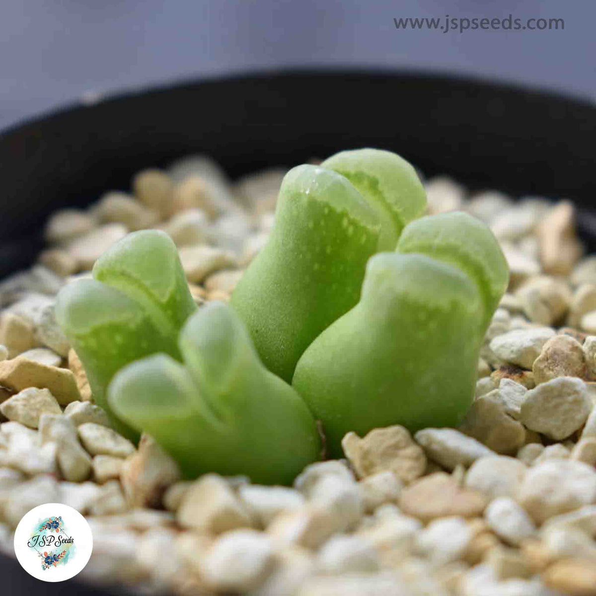 Conophytum devium / 40 seeds