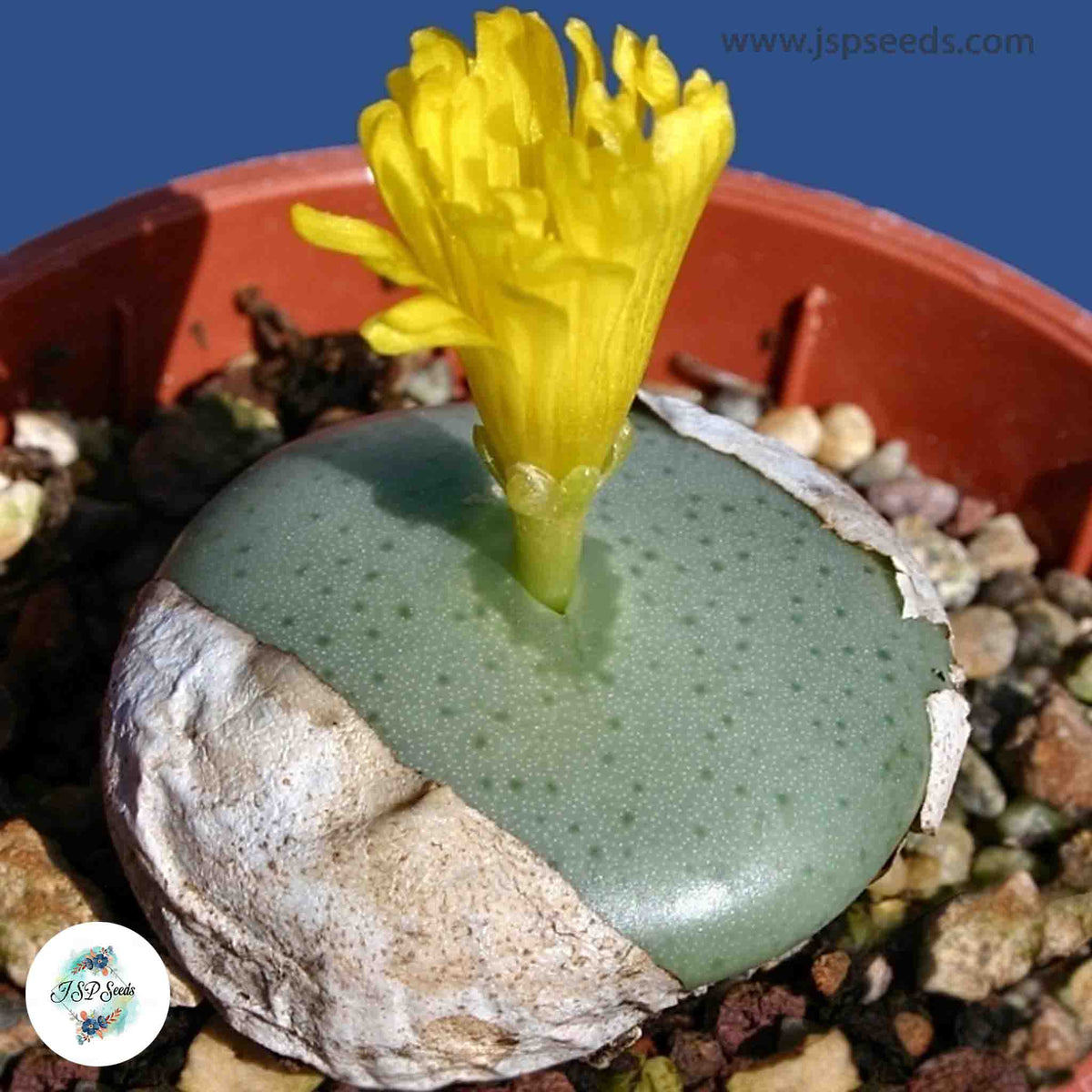 Conophytum flavum / 40 seeds