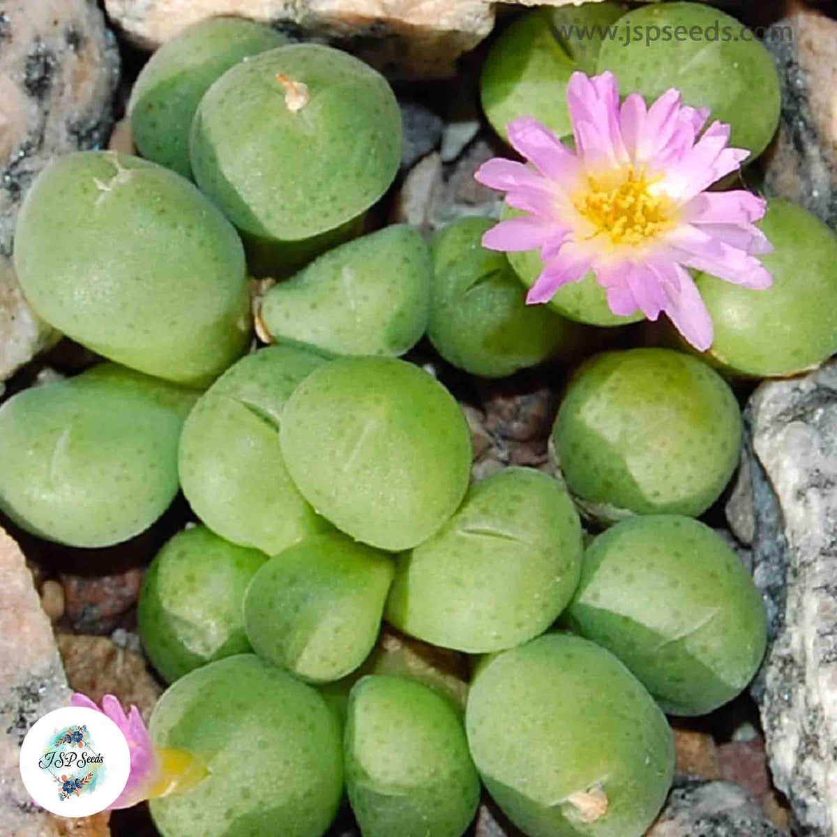 Conophytum bolusiae ssp. primavernum / 40 seeds [RARE]