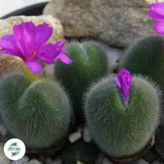 Conophytum mirabile [VERY RARE] / 40 seeds