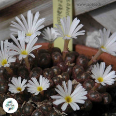 Conophytum pellucidum / 40 seeds