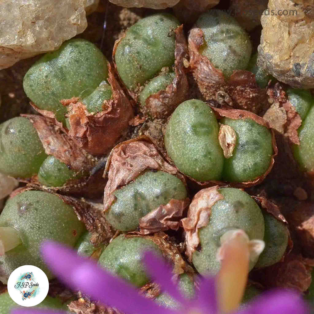 Conophytum pium [RARE] / 40 seeds