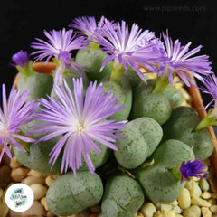 Conophytum ficiforme / 40 seeds