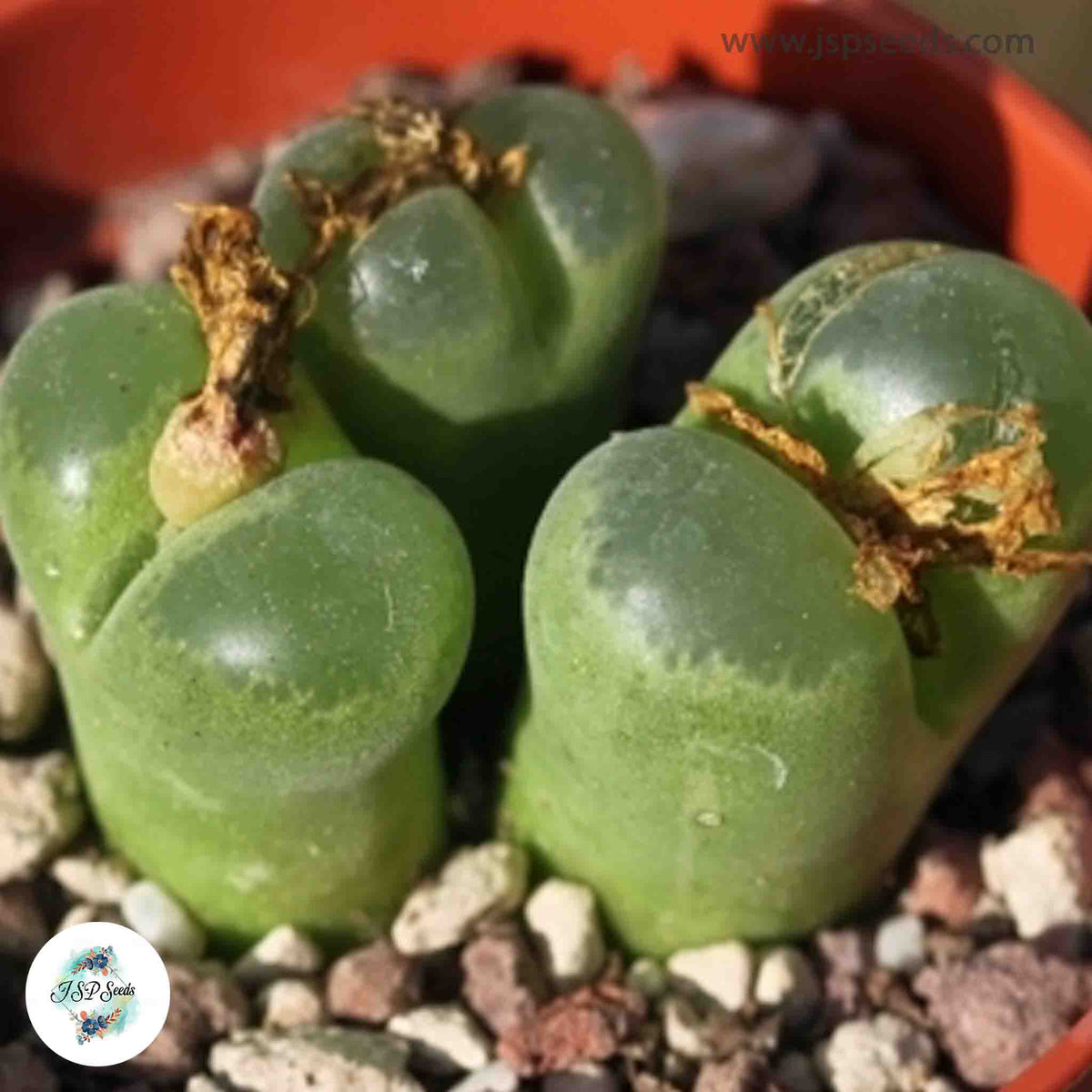 Conophytum lydiae / 40 seeds (Eye-Leaves)